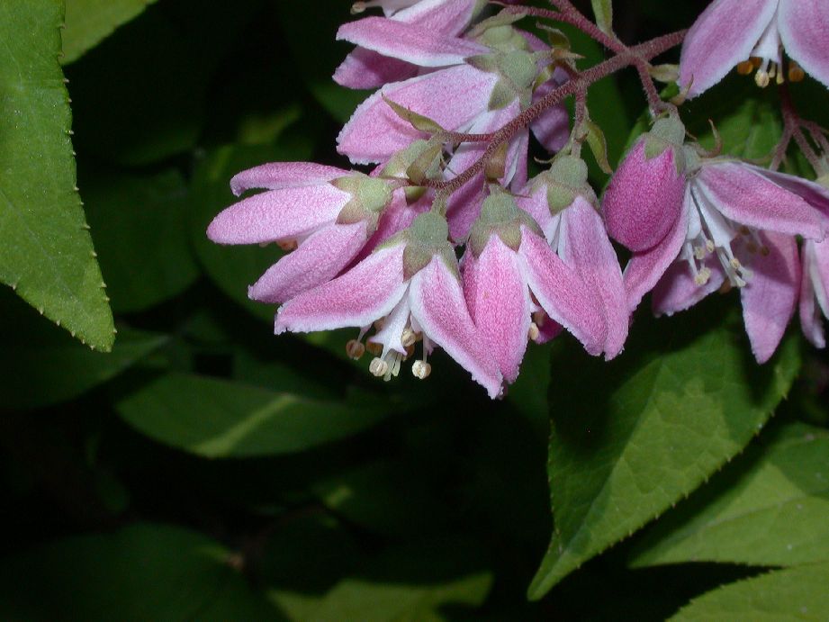 Hydrangeaceae Deutzia 