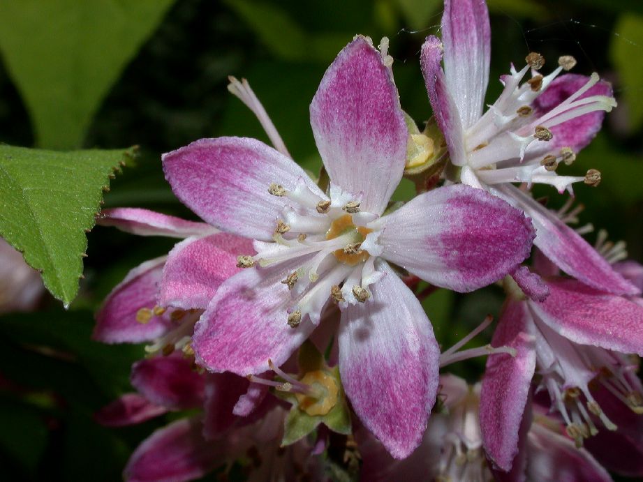 Hydrangeaceae Deutzia 