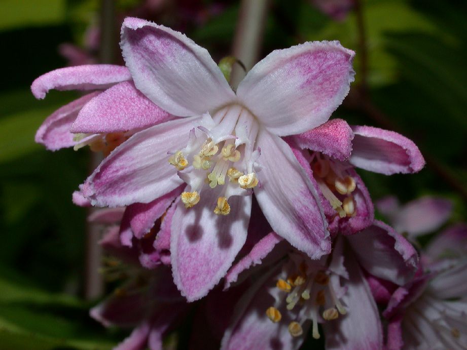 Hydrangeaceae Deutzia 
