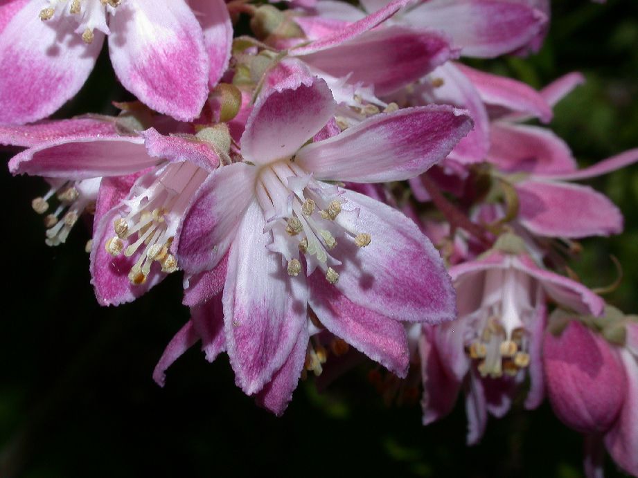 Hydrangeaceae Deutzia 