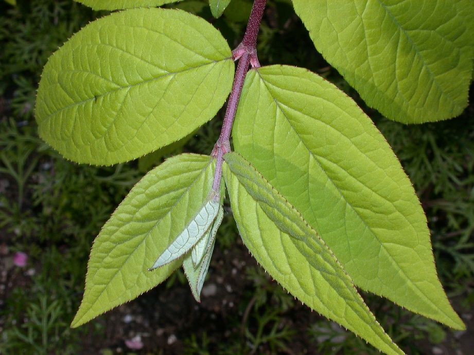 Hydrangeaceae Deutzia 