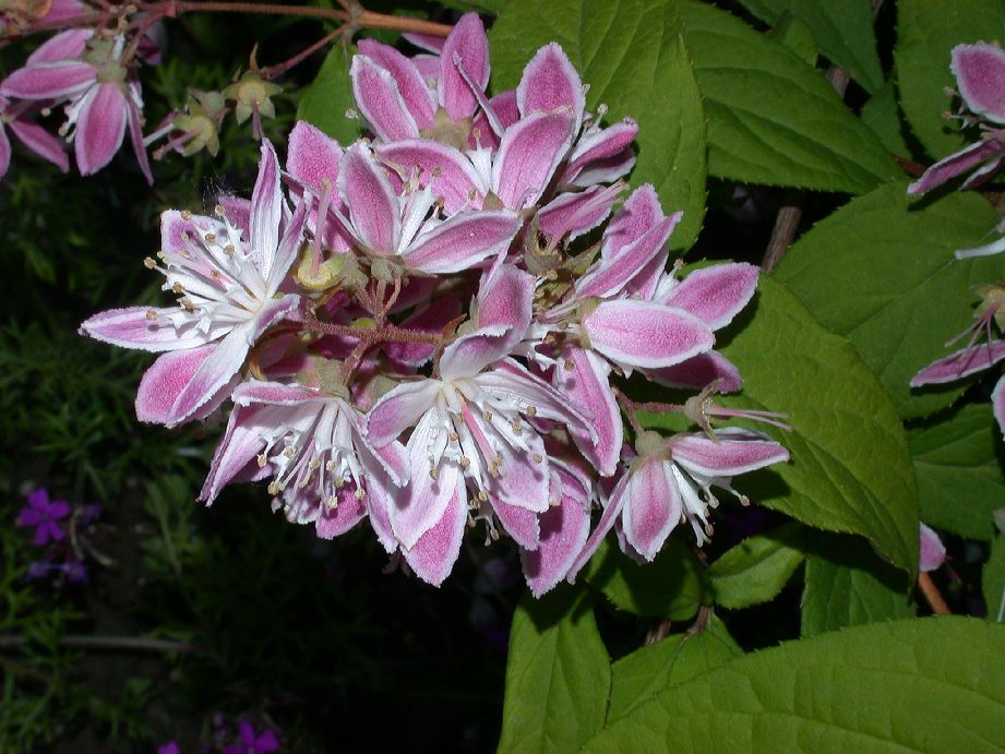 Hydrangeaceae Deutzia 
