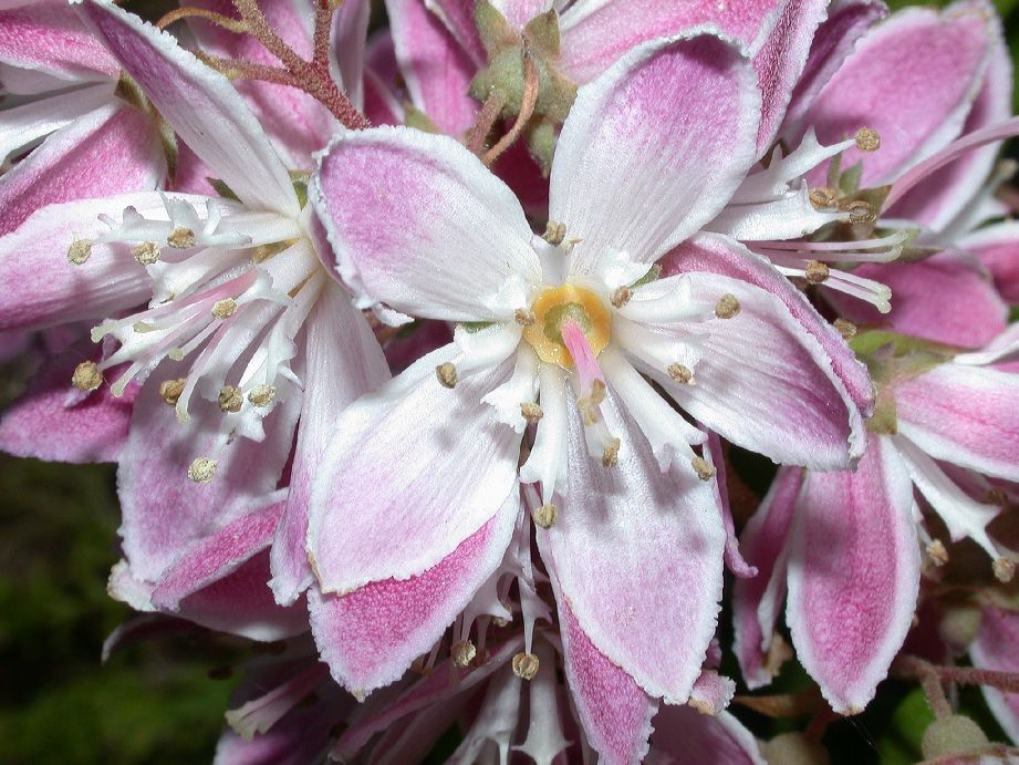 Hydrangeaceae Deutzia 