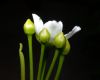 image of Dionaea muscipula