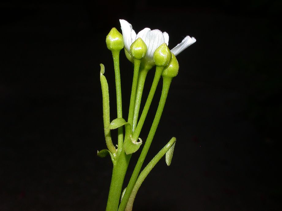 Droseraceae Dionaea muscipula