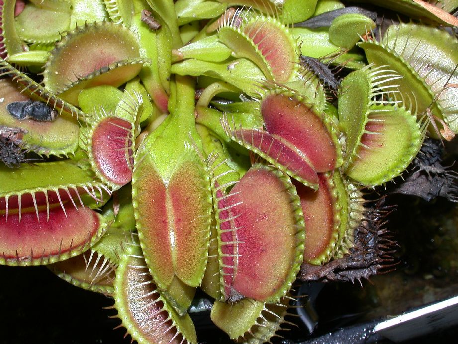 Droseraceae Dionaea muscipula