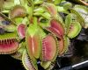 image of Dionaea muscipula