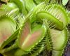 image of Dionaea muscipula