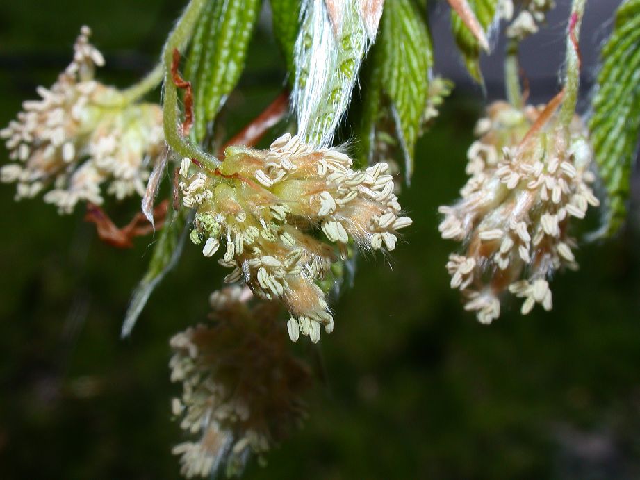 Fagaceae Fagus grandifolia