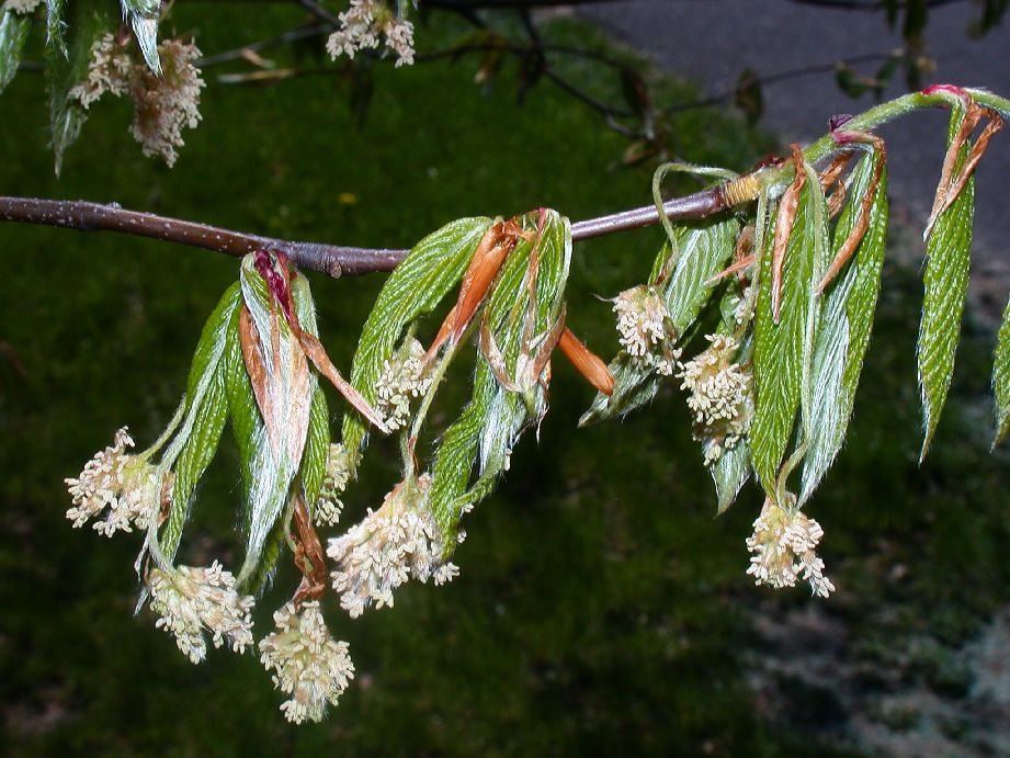 Fagaceae Fagus grandifolia