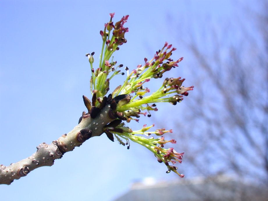 Oleaceae Fraxinus excelsior