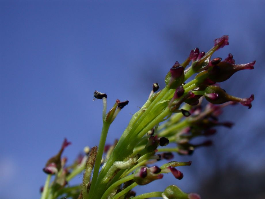 Oleaceae Fraxinus excelsior