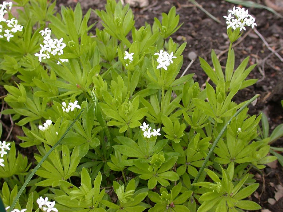 Rubiaceae Galium odoratum