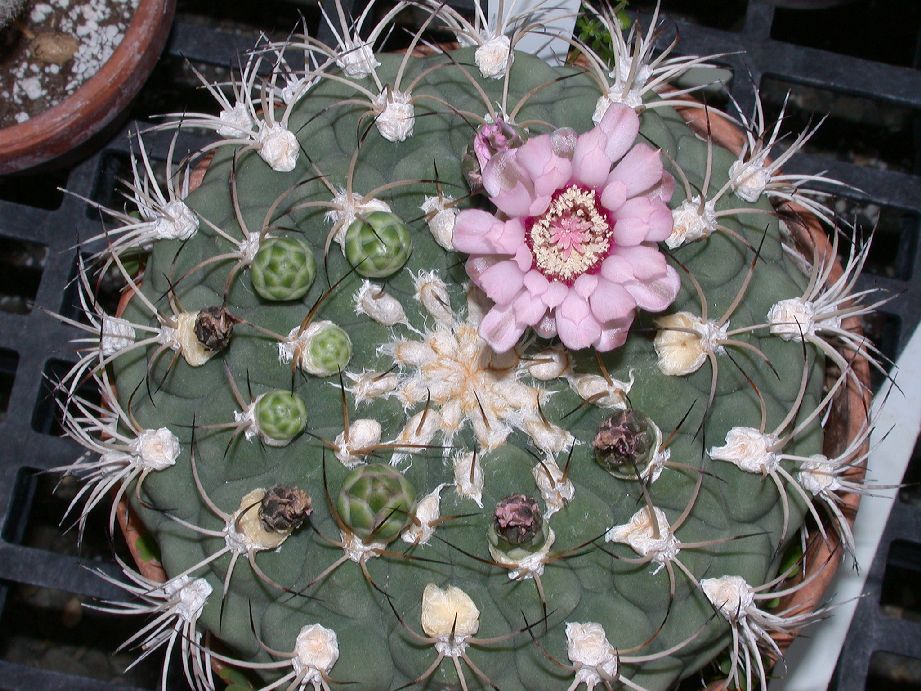 Cactaceae Gymnocalycium spegazzinii