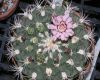 image of Gymnocalycium spegazzinii