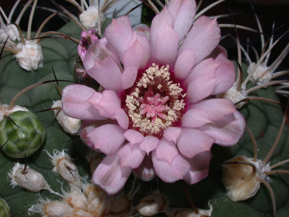 Cactaceae Gymnocalycium spegazzinii