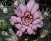 image of Gymnocalycium spegazzinii