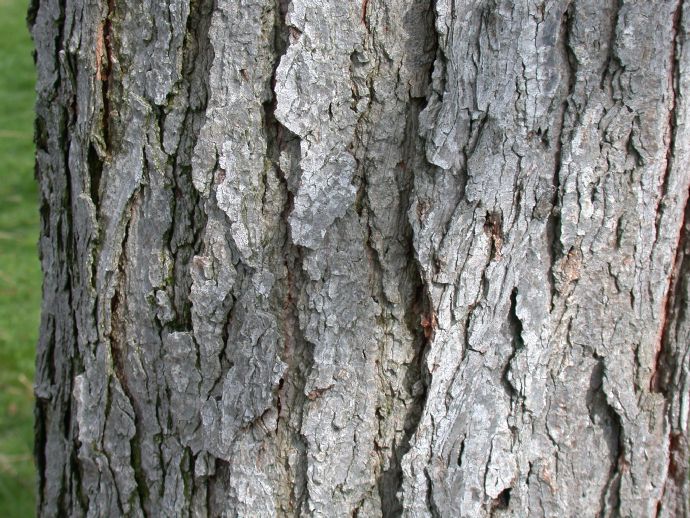 Fabaceae Gymnocladus dioica