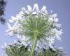 image of Heracleum mantegazzianum