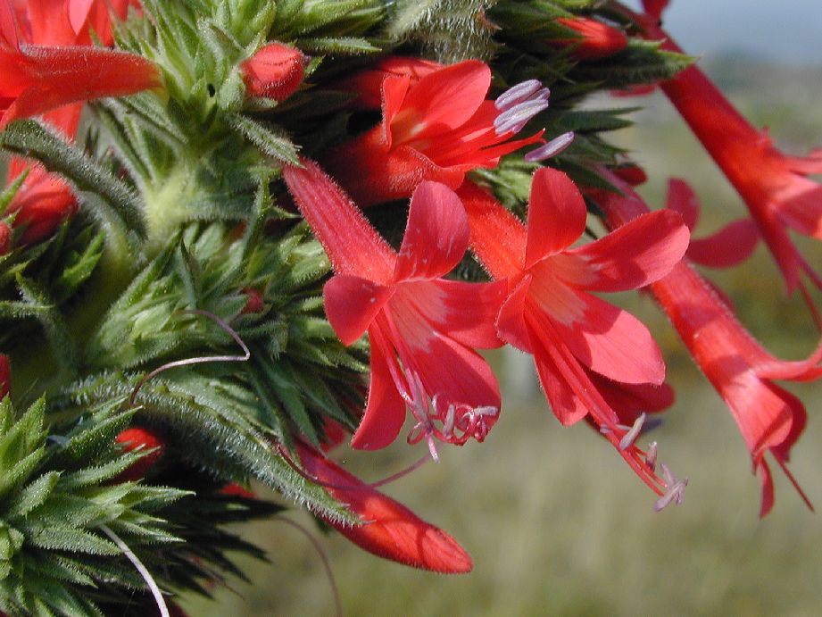 Polemoniaceae Loeselia mexicana
