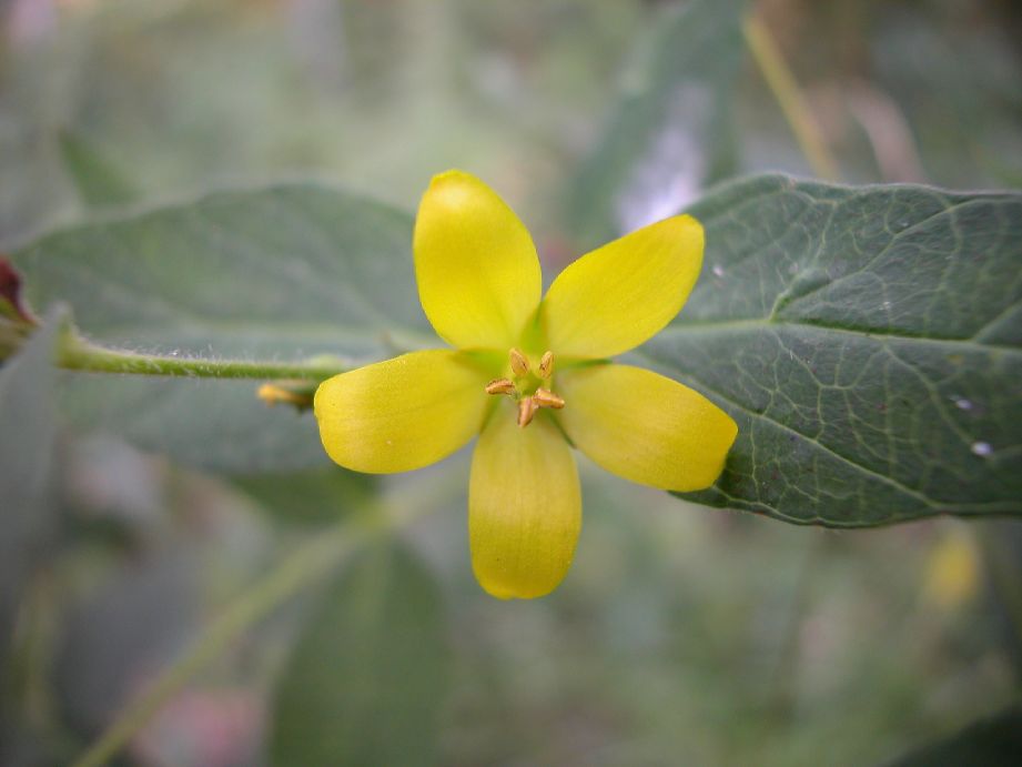 Primulaceae Lysimachia vulgaris