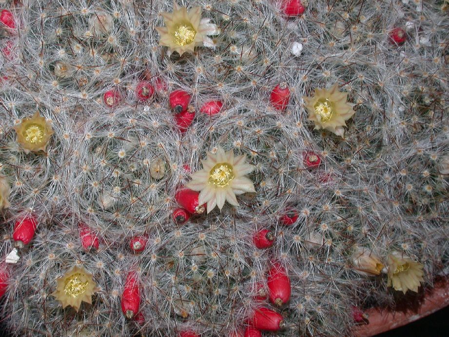 Cactaceae Mammillaria prolifera