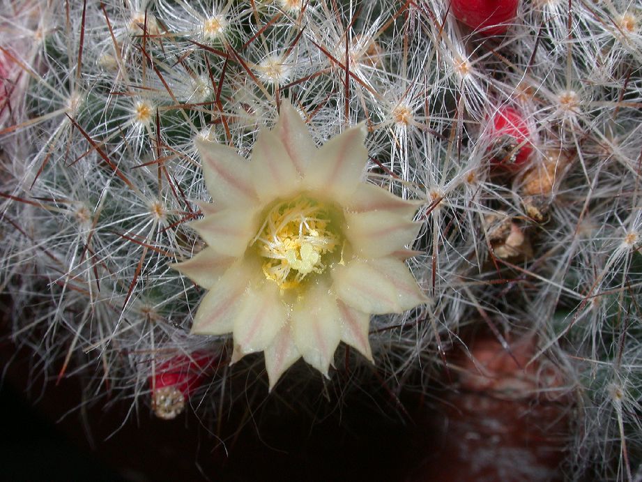 Cactaceae Mammillaria prolifera