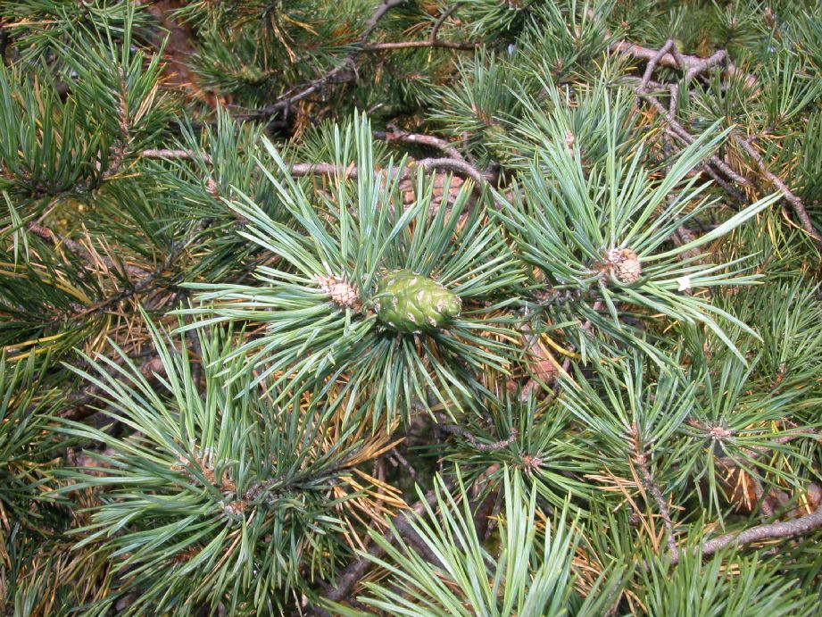 Pinaceae Pinus sylvestris