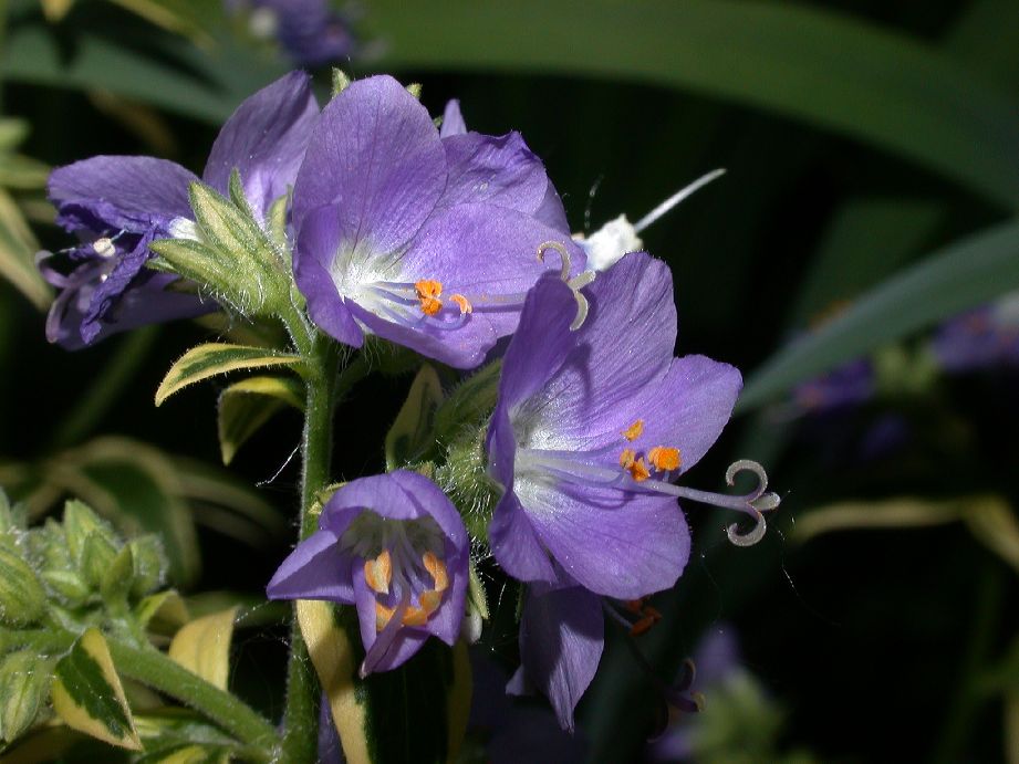 Polemoniaceae Polemonium caeruleum