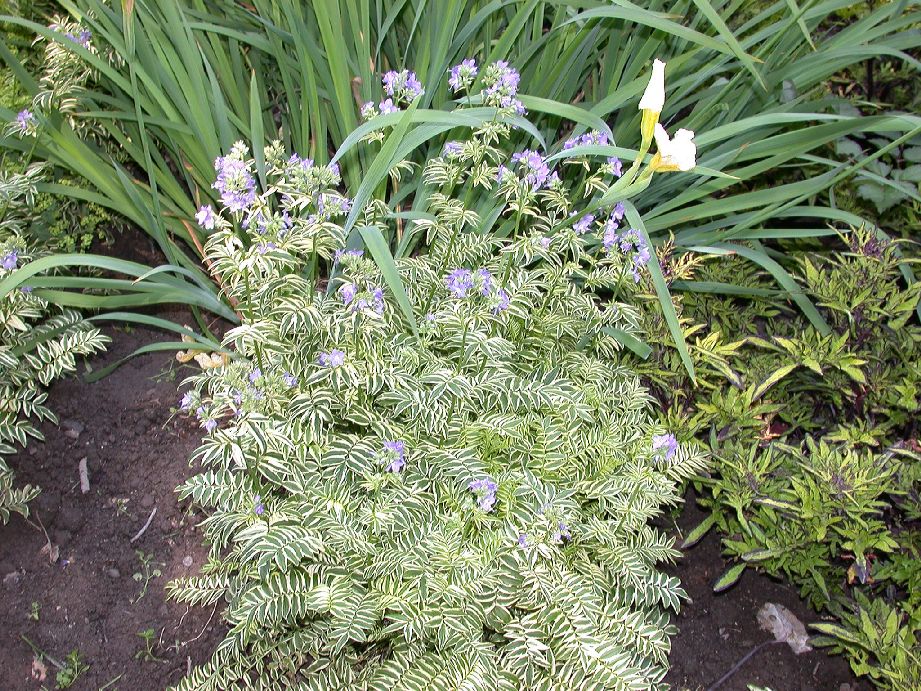 Polemoniaceae Polemonium caeruleum