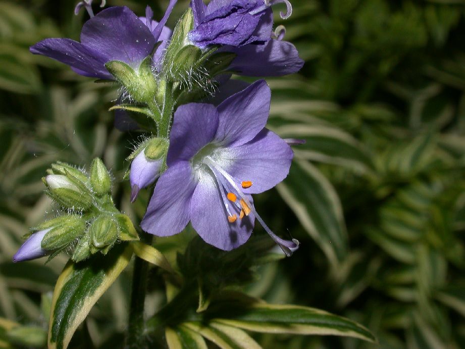 Polemoniaceae Polemonium caeruleum