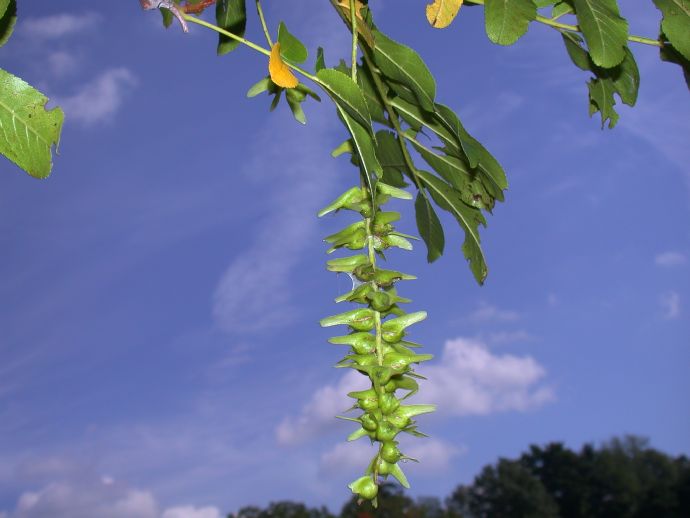 Juglandaceae Pterocarya stenoptera