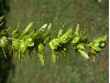 image of Pterocarya stenoptera