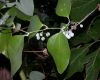 image of Smilax glauca