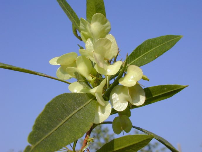 Sapindaceae Dodonaea viscosa