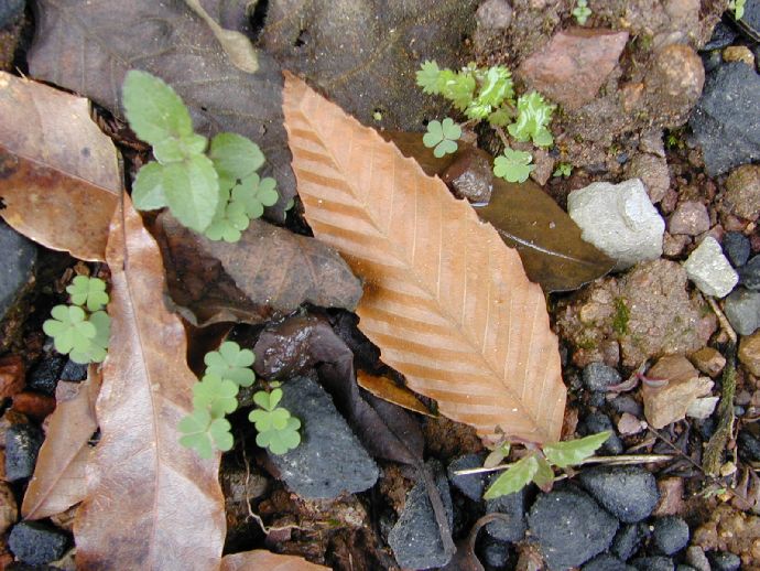 Fagaceae Fagus mexicana