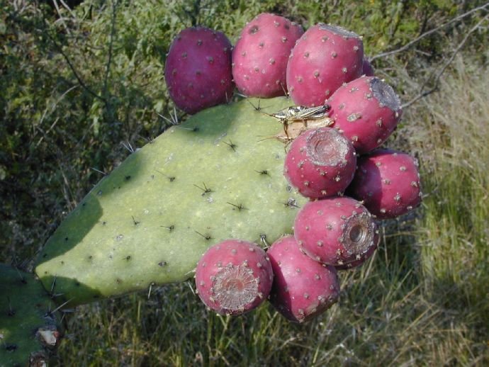 Cactaceae Opuntia 