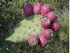 image of Opuntia 