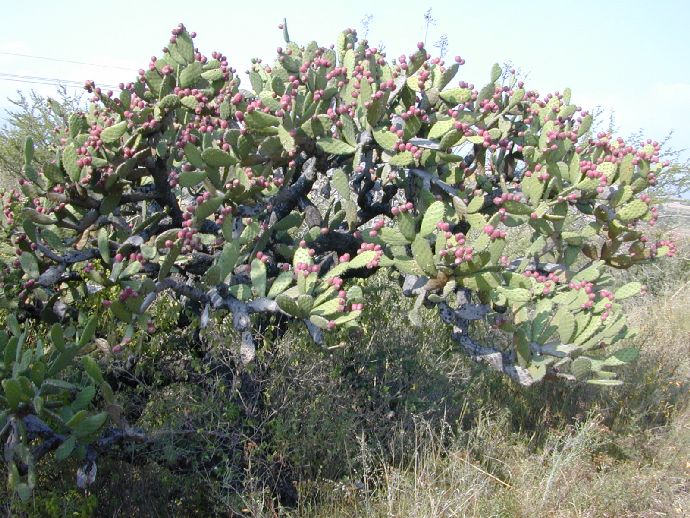 Cactaceae Opuntia 