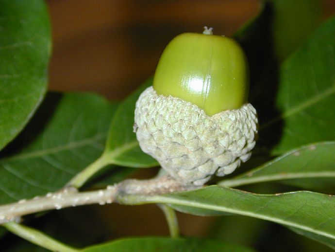 Fagaceae Quercus lancifolia