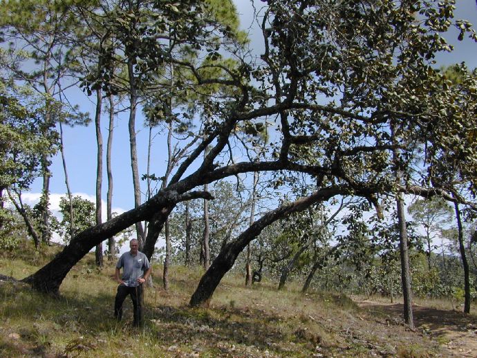 Fagaceae Quercus urbanii