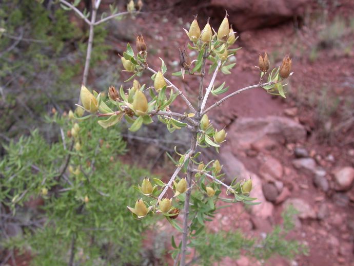Hydrangeaceae Fendlera 