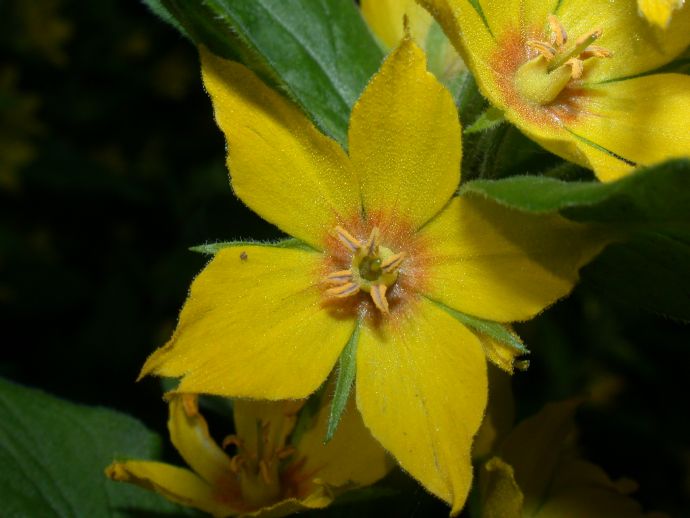 Primulaceae Lysimachia punctata
