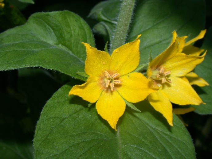 Primulaceae Lysimachia punctata