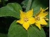 image of Lysimachia punctata