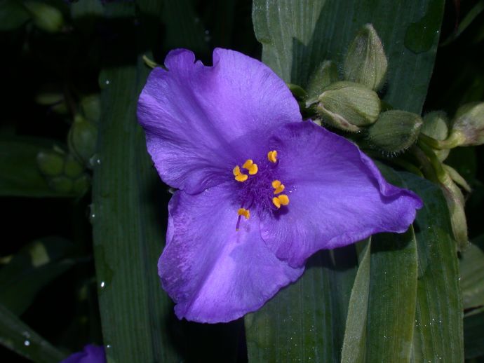 Commelinaceae Tradescantia 