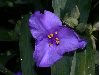 image of Tradescantia 