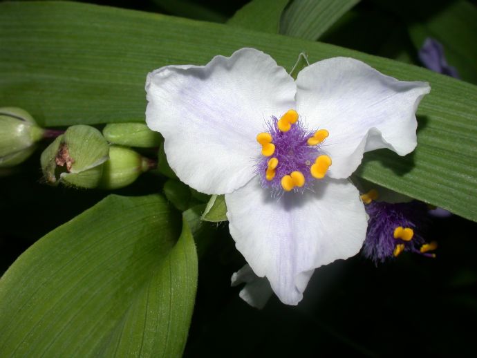 Commelinaceae Tradescantia 