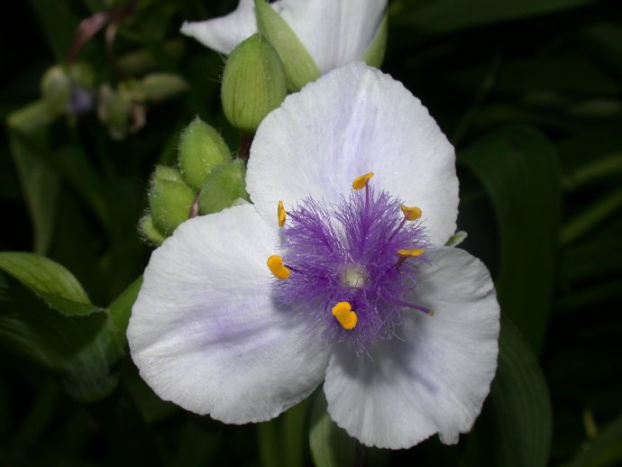Commelinaceae Tradescantia 