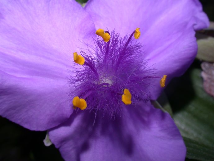 Commelinaceae Tradescantia 